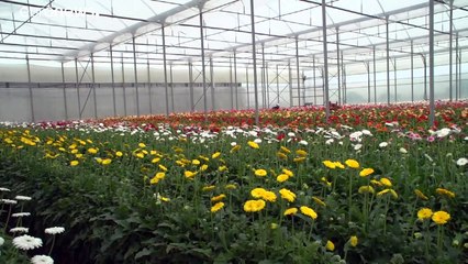 Le muguet ne sauvera pas les fleuristes, même s'ils ont pu vendre ce 1er mai