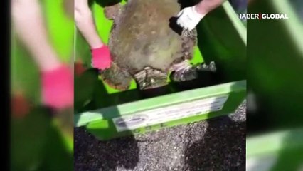Yüzgecinden yaralanan Caretta caretta, tedaviye alındı