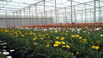 El tradicional muguete del Primero de Mayo vence al coronavirus