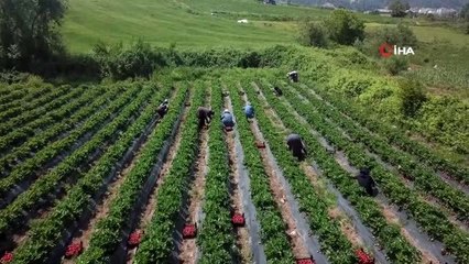 Hatay'da çilek hasadı başladı