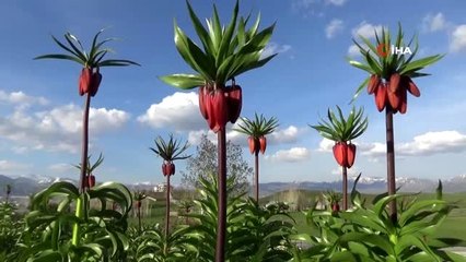 Yüksekova'da ters lale güzelliği