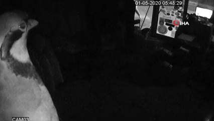 Kuşadası’nda kuru sıkı tabancaları çalan hırsız kamerada