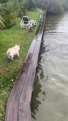 Playful Dolphin Splashes with Frenchies