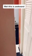 Trained Dog Uses the Toilet