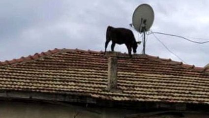 Görenler şaşkına göndü! Ahırdan kaçan dana, evin çatısına çıktı
