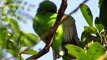 Indian robin ||Beautiful Indian bird  || birds videos ||