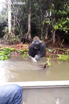 Un gorille fait une blague à des touristes... Tellement drôle