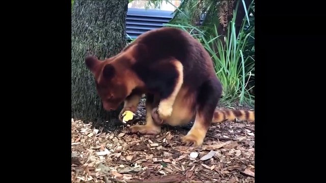 Ce bébé kangourou sort de la poche de maman pour la première fois