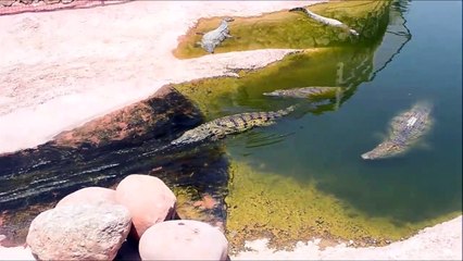 Des crocodiles s'amusent à faire du toboggan