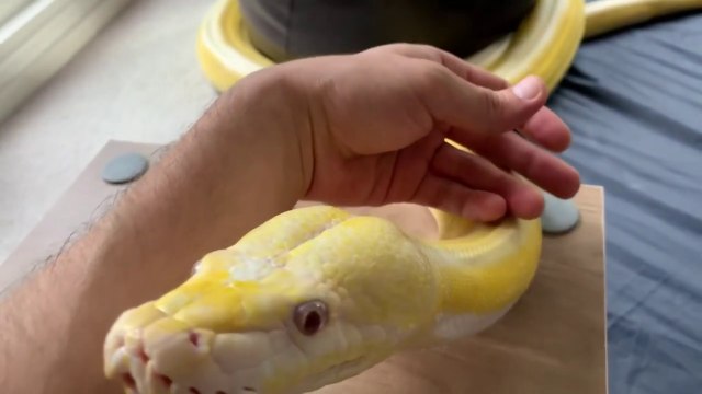 Ce gros serpent adore les calins...