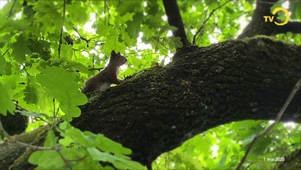 sans commentaire: nature à Onex