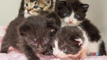 AHS rescues kittens stuck in attic