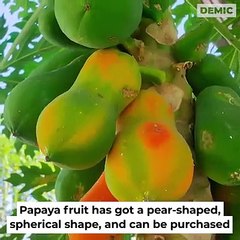 Untold 100% Health Benefits of Pawpaw