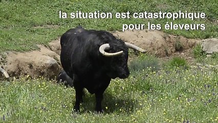 Coronavirus: La tauromachie espagnole encornée par le Covid-19