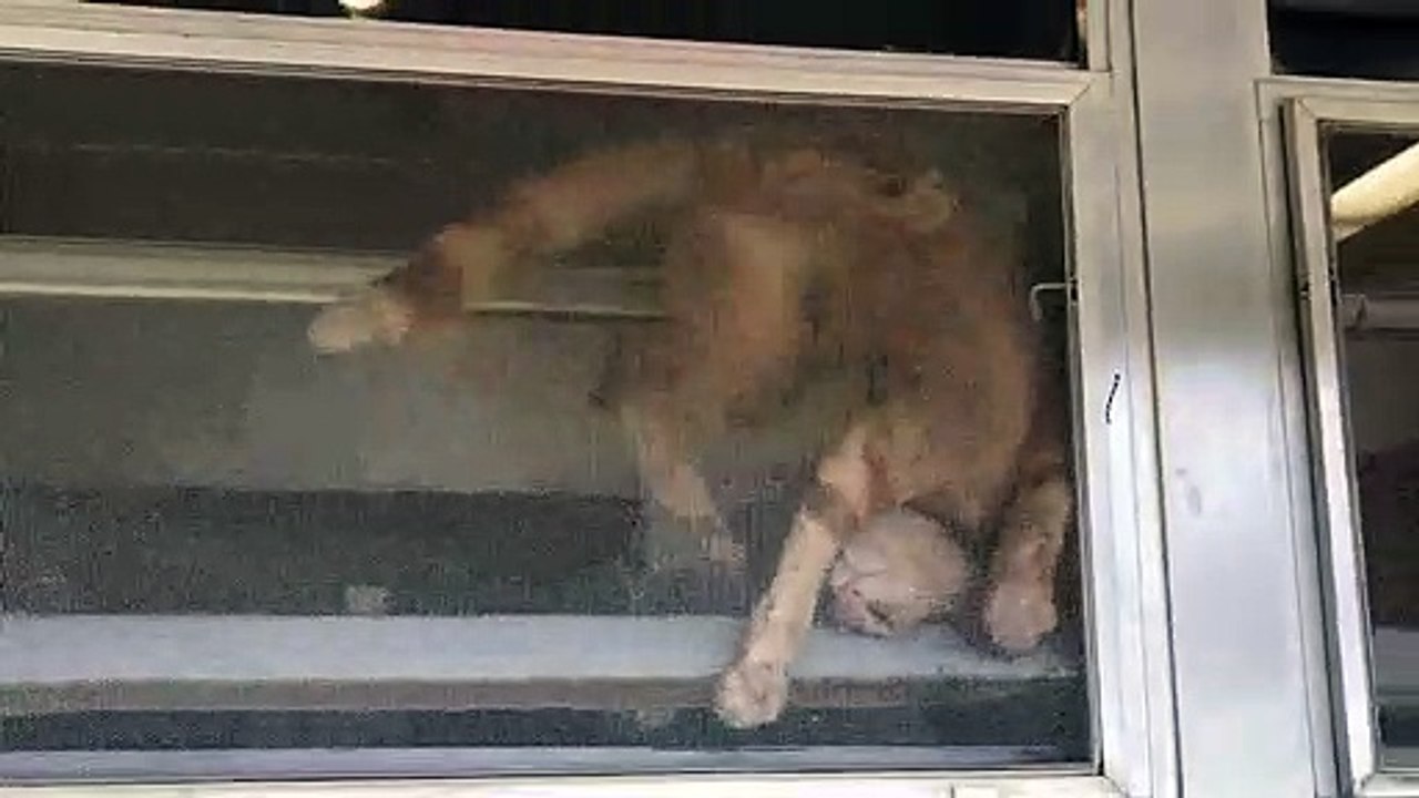 Cat Doesn't Like Being Inside
