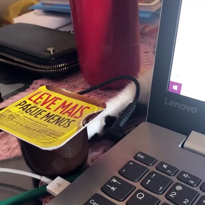Cat Trying to Snag a Yogurt