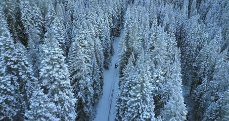 Drone view -  Ice road trees winter