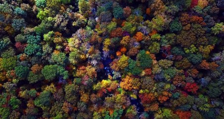 Drone view -  autumn forest and mountain stream