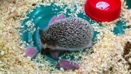 Así Son los Animales Recién Nacidos