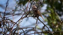 Song Sparrow