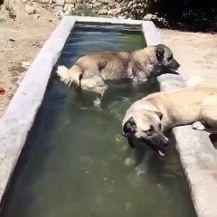 KANGAL KOPEKLERi BAHARDA SERiNLEMEDE - KANGAL SHEPHERD DOGS