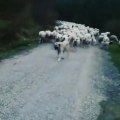 KANGAL ve KOYUNLAR GOREV DONUSU - KANGAL SHEPHERD DOG and SHEEPS