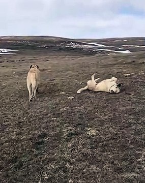 DiSi KANGAL ve ERKEK GOREVDE - FAMELA KANGAL DOG and MALE KANGAL DOG