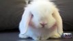 Cute Baby Bunny Washing Her Face - Bunnies are notoriously clean. In this video baby ...