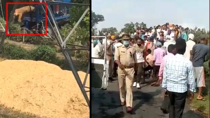 VIDEO: पीलीभीत में ट्रैक्टर पर चढ़ा बाघ, पंजा मार तीन लोगों को कर चुका था घायल