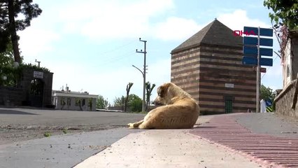 DİYARBAKIR'DA HAYVANLAR İÇİN 50 BESLENME NOKTASI