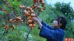 吊柿饼-It’s a red mountain, and in the fall, it’s natural to make some sweet persimmons.