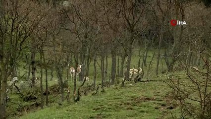 Başkan Aşgın, sokak ve yaban hayvanları için kendi elleriyle yem hazırladı