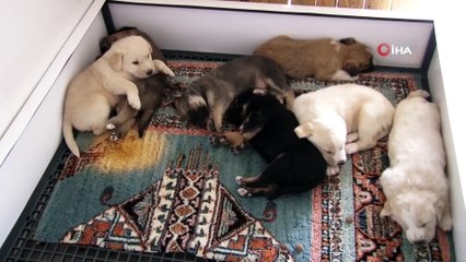 Tünelde mahsur kalan 8 köpek kurtarıldı