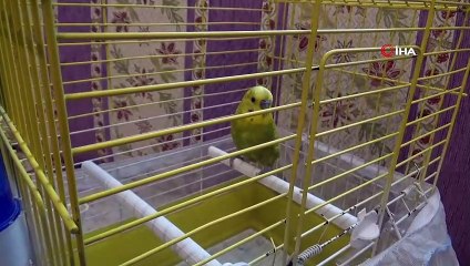 Muhabbet kuşundan vatandaşlara 'evde kal Türkiye' çağrısı