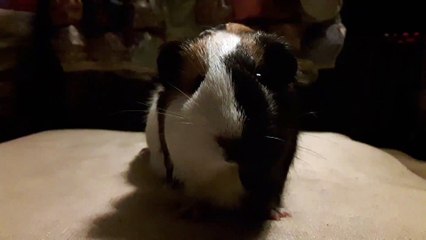 CAVIA PORCELLUS TURMERIC 20190705_020500