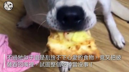 petsmao.nownews-copy4-20200502-17:21