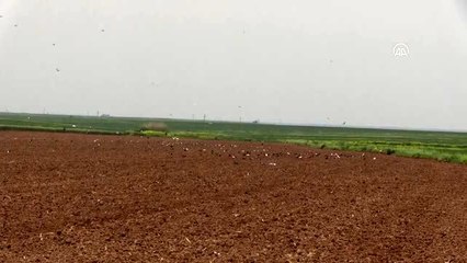 Güneydoğu'da "beyaz altın" tohumu toprakla buluşturuluyor