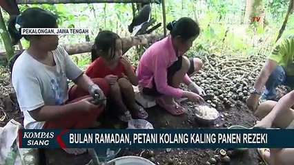 Bulan Ramadhan, Petani Kolang Kaling Panen Rezeki