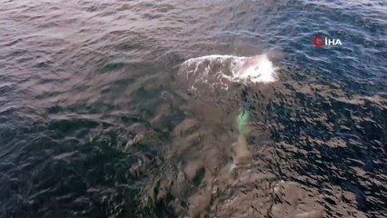 Yunus sürüsü İstanbul boğazına akın etti