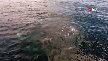 Yunus sürüsü İstanbul boğazına akın etti