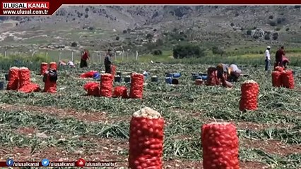 Hazine arazileri tarıma açılıyor