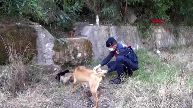 ANTALYA Jandarma köpek yavrularını besledi, belediye sokak hayvanları unutmadı
