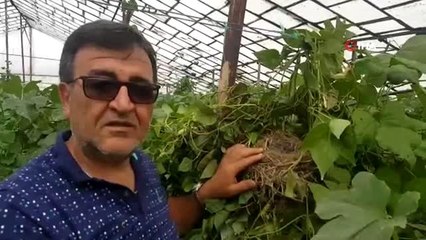 Kara Tavuk yavruları domates seralarına yuva yaptı