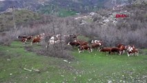 ŞIRNAK Huzur ortamı Beytüşşebap'ta besiciliğe ilgiyi artırdı