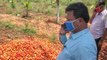 ಟೊಮೆಟೊ ಬೆಳೆಗಾರರಿಗೆ ಧೈರ್ಯ ತುಂಬಿದ ರೇಣುಕಾಚಾರ್ಯ | Renukacharya | Oneindia Kannada