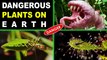 दुनिया के 5 सबसे खतरनाक पौधे || Top 5 Most dangerous plants in the world || Dangerous plants on earth || in Hindi || Mystic Gyan