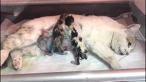 Anne kedi ve iki yavrusu sezaryenle kurtarıldı