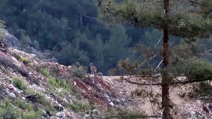 Dağ keçileri yavrularıyla görüntülendi