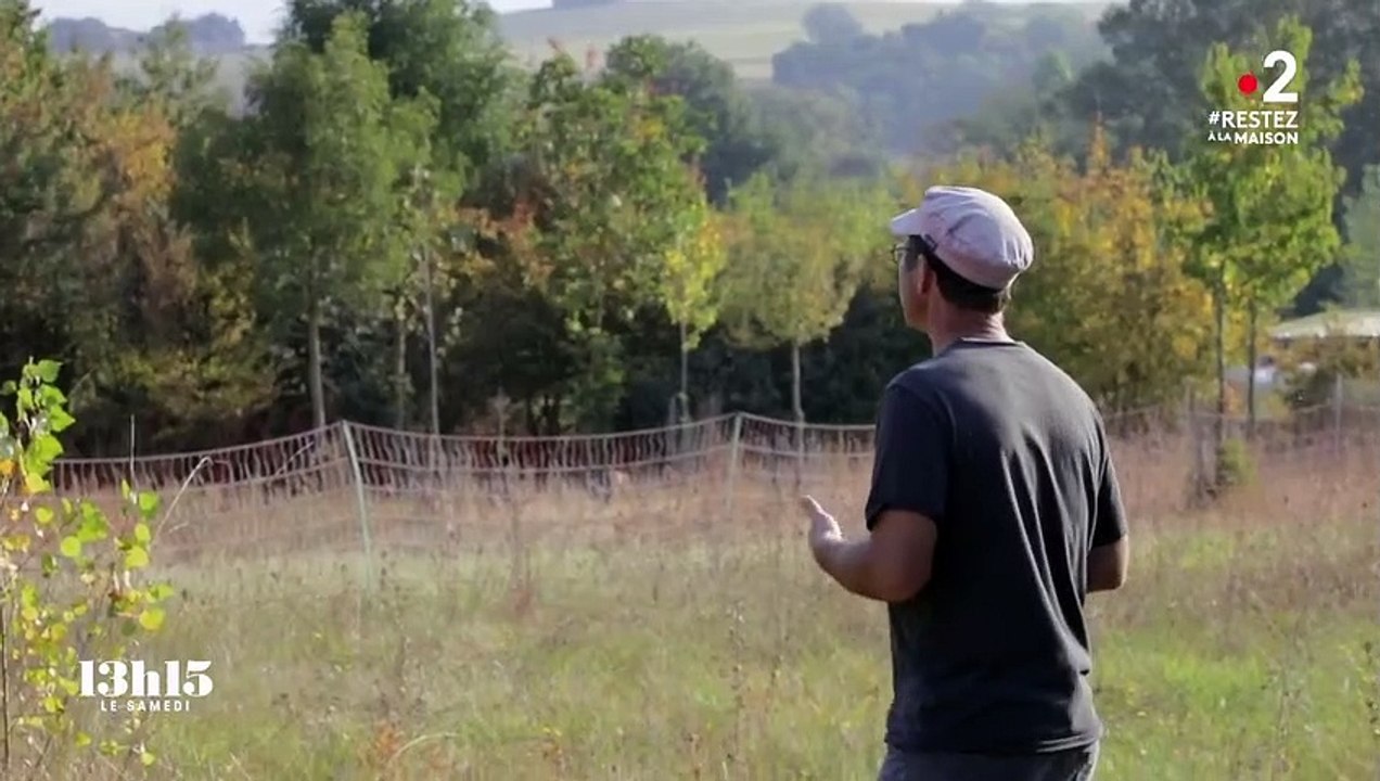 L'agroforesterie pour restaurer un écosystème vertueux dans les champs... avec le retour des arbres et des haies