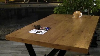 İş yerinin çatısında bulunan ebabil kuşu korumaya alındı